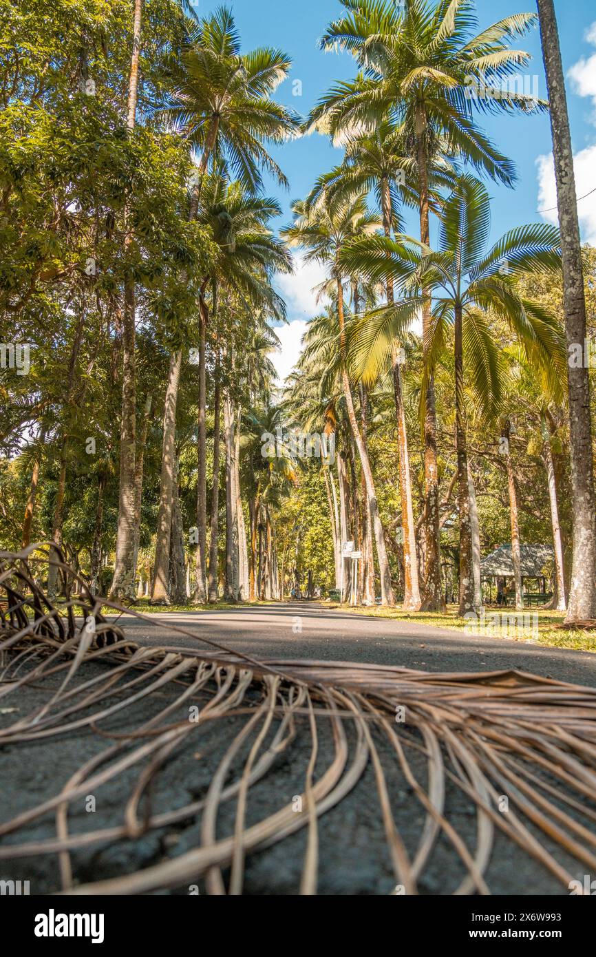 Pamplemousse botanical gardens in Mauritius Stock Photo