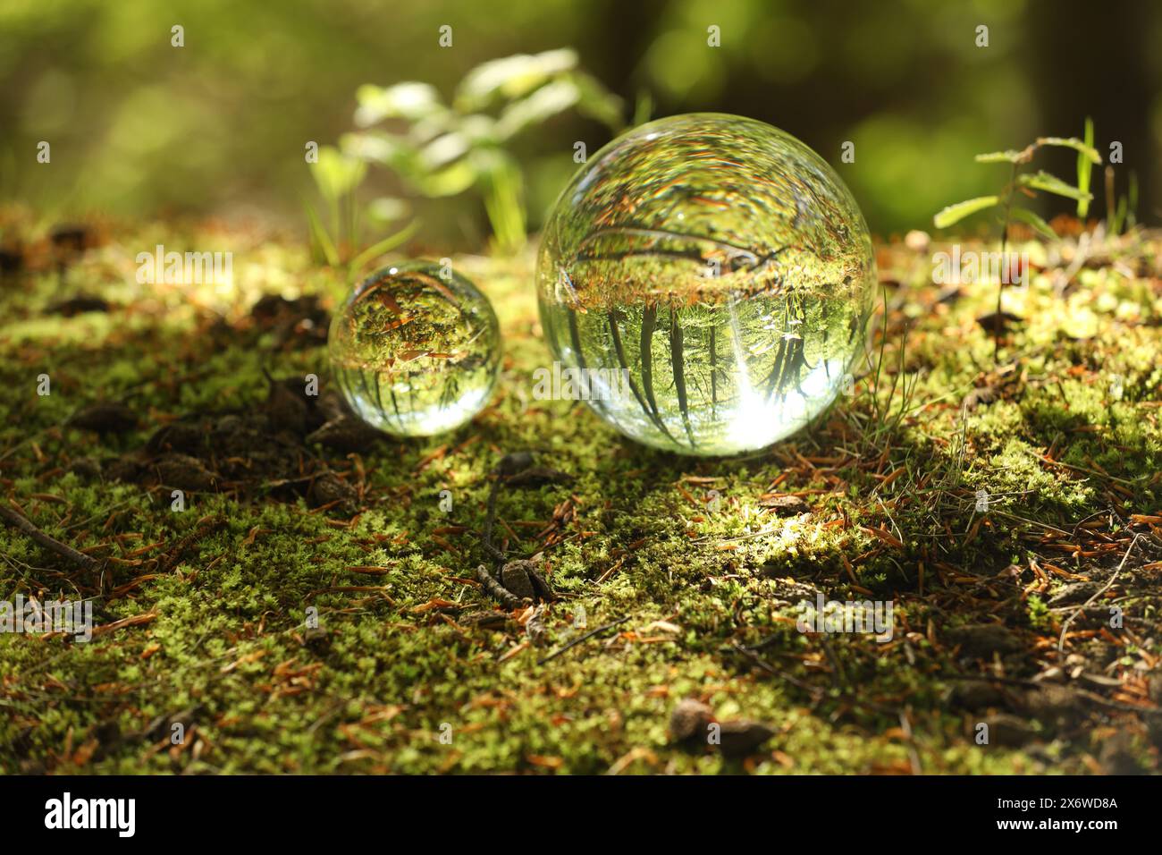 Beautiful green trees outdoors, overturned reflection. Crystal balls in forest Stock Photo