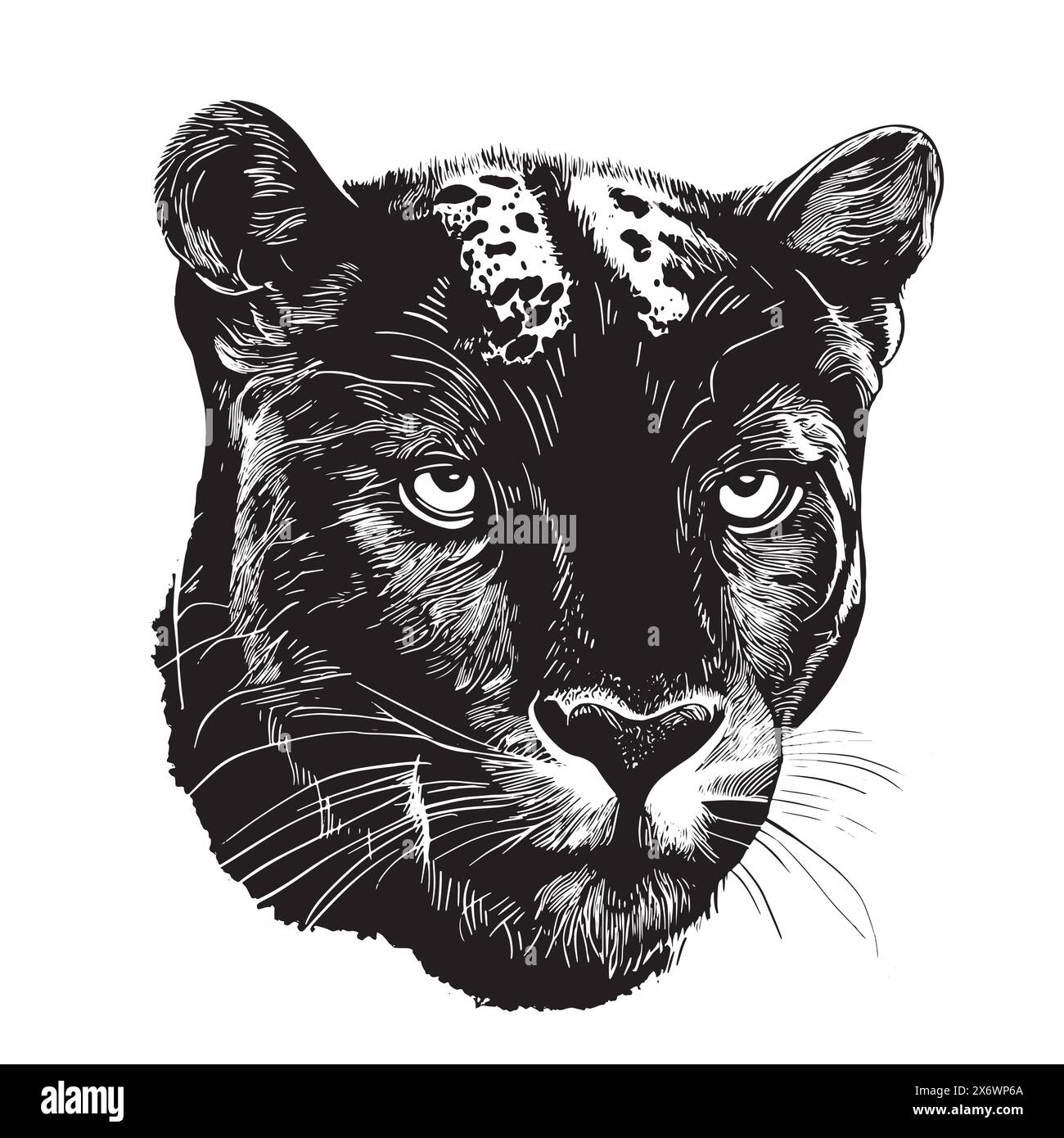 Black panther portrait hand drawn sketch illustration, Wild animals Stock Vector