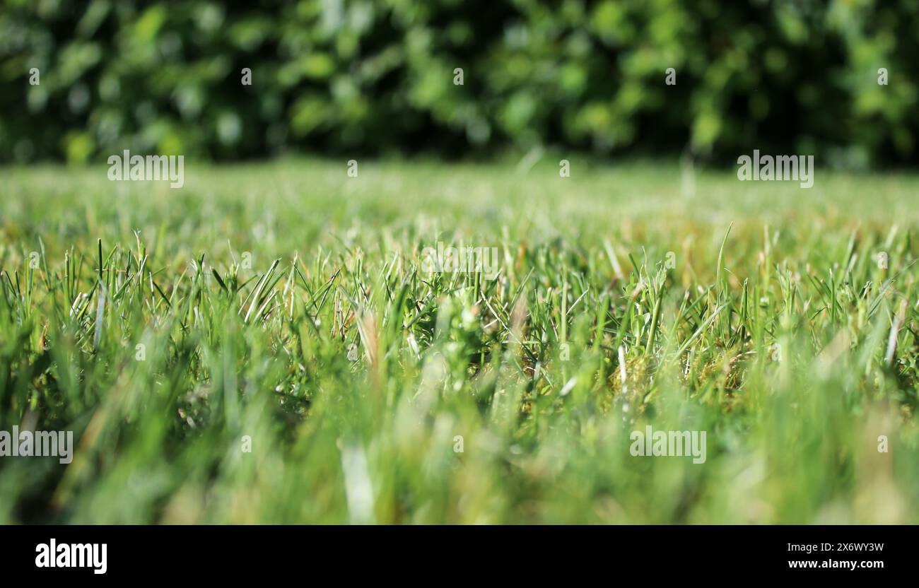 Spring green grass close hi-res stock photography and images - Alamy