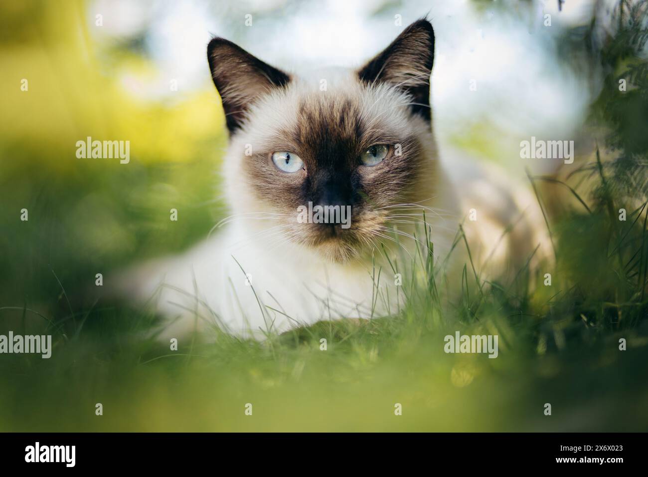 Portrait of a siamese cat laying in grass in a garden Stock Photo - Alamy