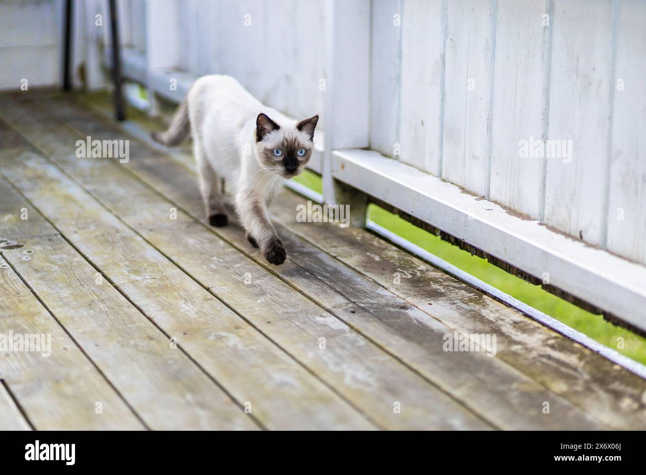 Siamese cat walking on porch looking determined Stock Photo - Alamy