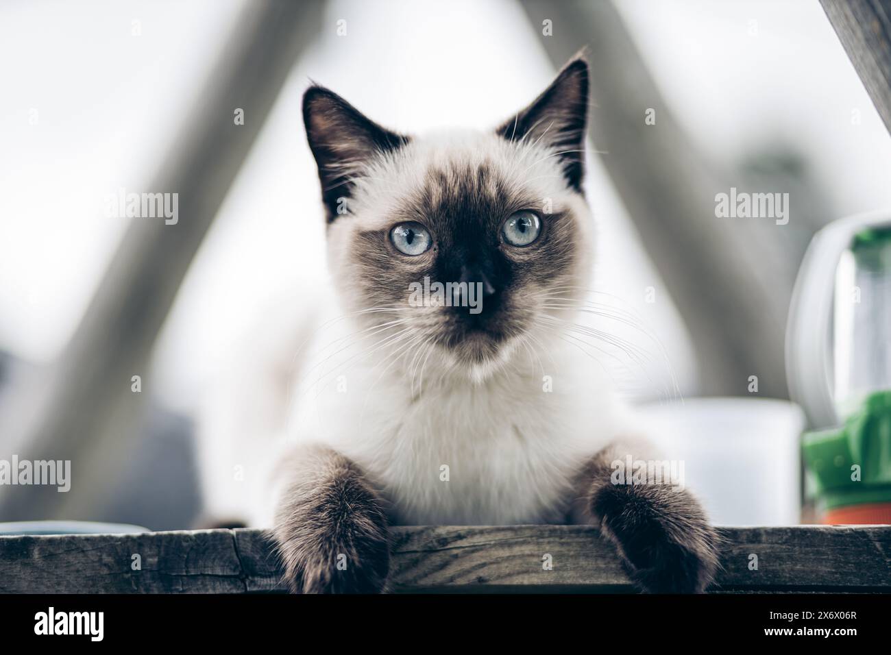 Portrait of a siamese cat looking into the camera Stock Photo - Alamy