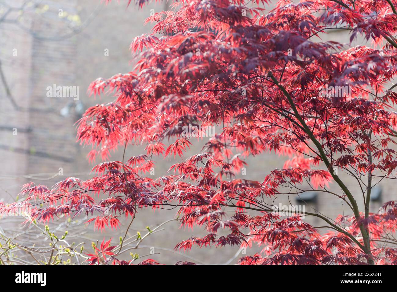 A tree with red leaves is in front of a brick building Stock Photo - Alamy