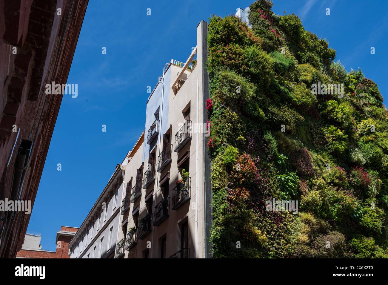 Caixa Forum vertical garden by Patrick Blanc, Madrid, Spain Stock Photo