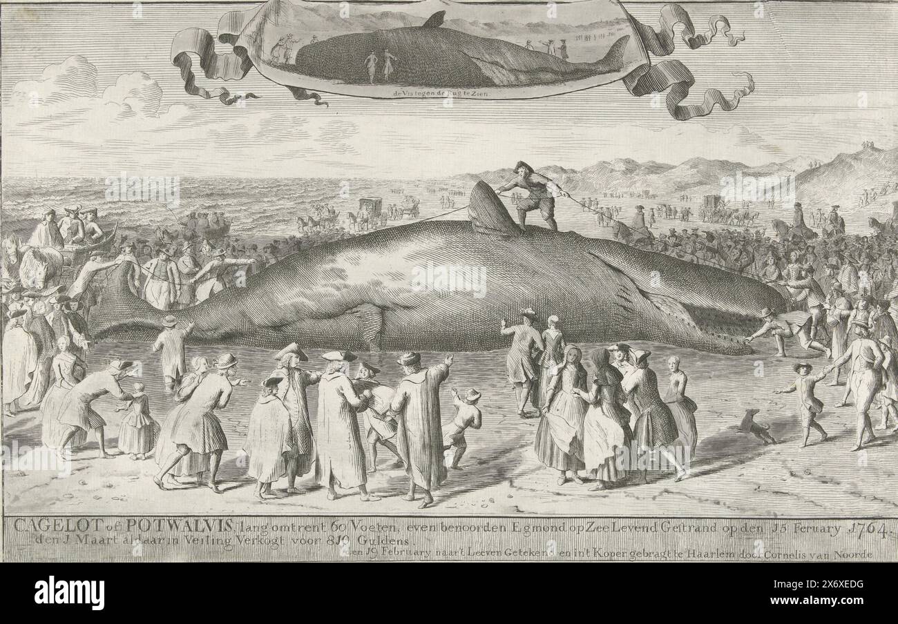 Sperm whale stranded near Egmond aan Zee, 1764, Cagelot or Potwalvis, long about 60 feet, just north of Egmond op Zee Stranded alive on the 15th of February 1764. on the 1st of March sold there in Auction for 810 Guilders (title on object), A sperm whale stranded near Egmond aan Zee on February 15, 1764. There are many spectators around the body of the animal that washed up on the beach, and a man climbed on top of the animal to measure its length with a cord. At the top a small representation of the sperm whale seen from the back. Situation as recorded on February 19 by the artist., print Stock Photo