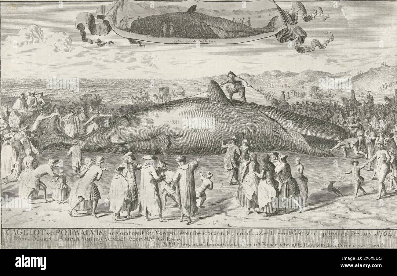 Sperm whale stranded at Egmond aan Zee, 1764; Cageelot or pot 