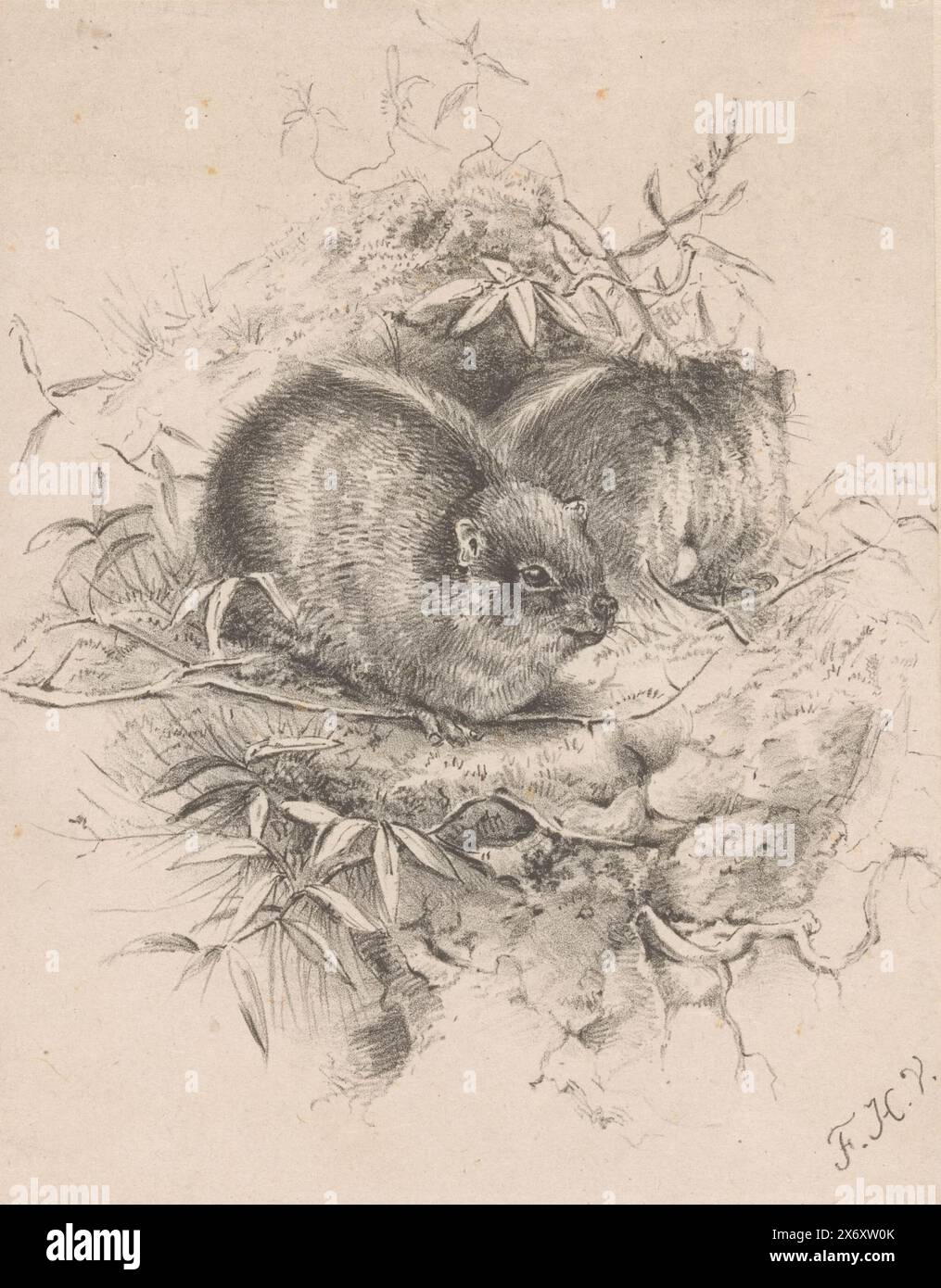 Two hyraxes, print, print maker: Floris Verster, (mentioned on object), 1871 - 1927, Japanese paper, height, 238 mm × width, 197 mm Stock Photo