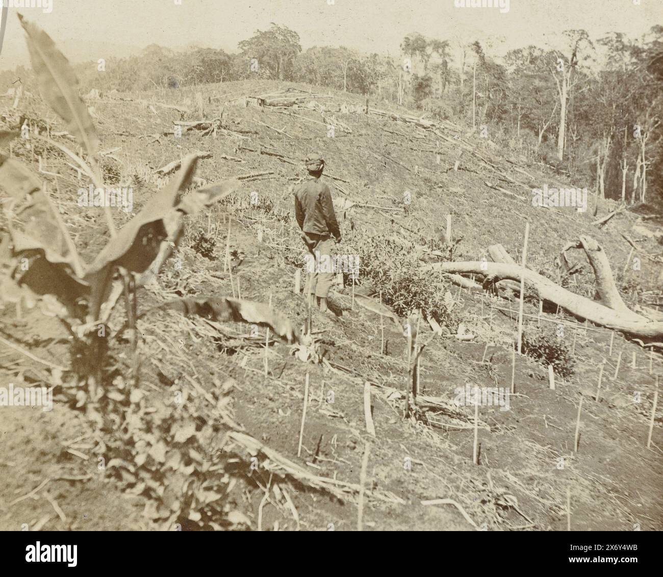 Coffee plants on the Silo Sanen plantation, Coffee plants (title on object), photograph, anonymous, (mentioned on object), anonymous, (possibly), Indonesia, Netherlands, c. 1890 - c. 1910, paper, gelatin silver print, height, 120 mm × width, 92 mm, height, 570 mm × width, 463 mm Stock Photo