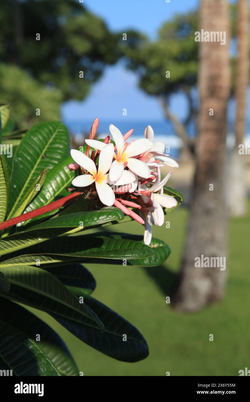 Native hawaiian flowers hi-res stock photography and images - Alamy