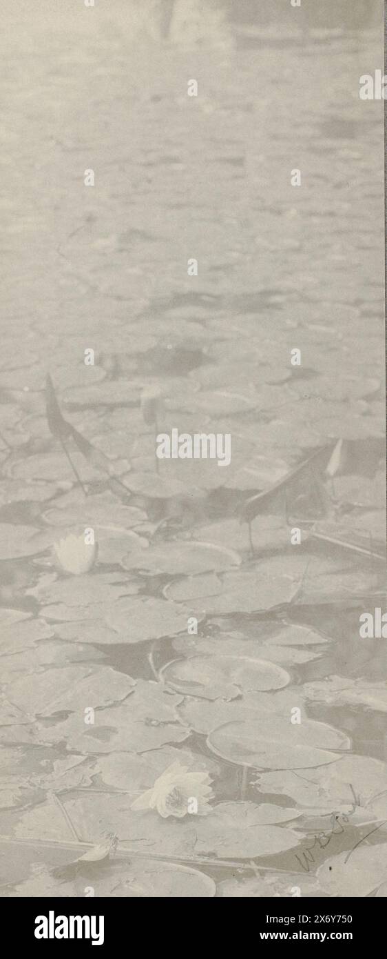 Water lilies, photograph, William Boyd Post, (signed by artist), Maine, c. 1885 - c. 1915, foto, height, 196 mm × width, 85 mm, height, 217 mm × width, 105 mm Stock Photo
