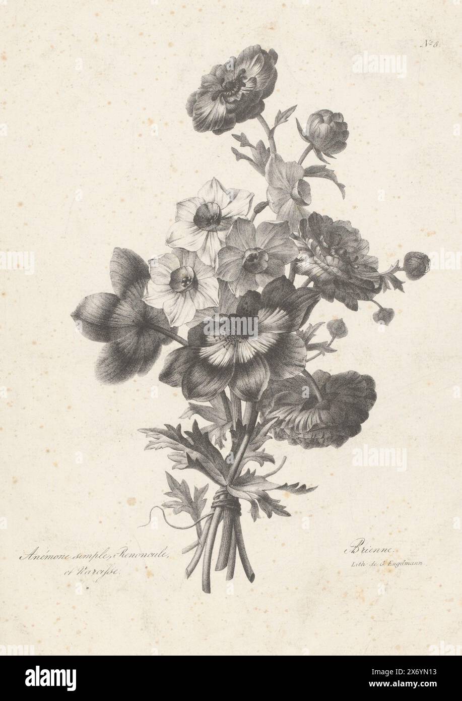 Bouquet with anemone, buttercup and daffodil, Anémone simple, renoncule, et narcisse (title on object), Flower bouquets by Auguste Piquet de Brienne (series title), print, print maker: Auguste Piquet de Brienne, (mentioned on object), printer: Gottfried Engelmann, (mentioned on object), Paris, 1817 - 1831, paper, height, 362 mm × width, 262 mm Stock Photo