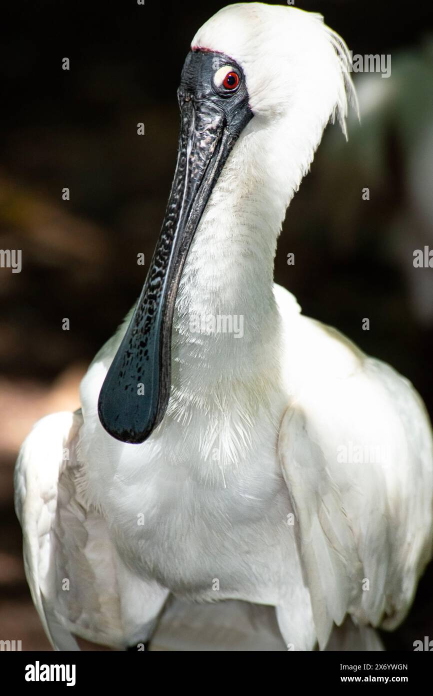 Royal spoonbill with its distinct red eyes, also known as the black ...