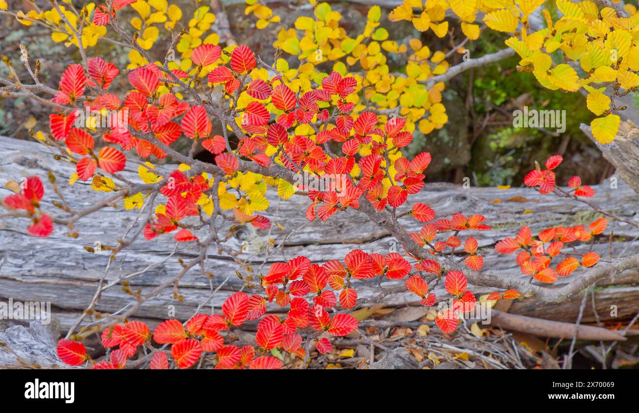 Deep red Nothofagus gunnii or Fagus Deciduous beech changing colour in autumn fall Mount Field East hiking trail, Mount Field National Park, Tasmania Stock Photo