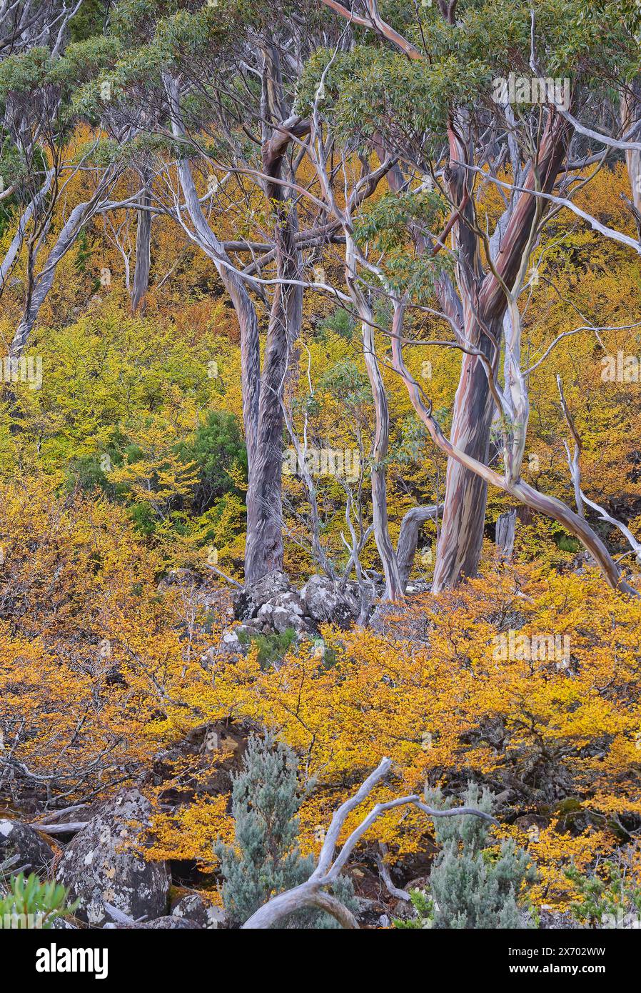 Nothofagus gunnii or Fagus Deciduous beech changing colour in autumn fall Mount Field East hiking trail, Mount Field National Park, Tasmania Stock Photo