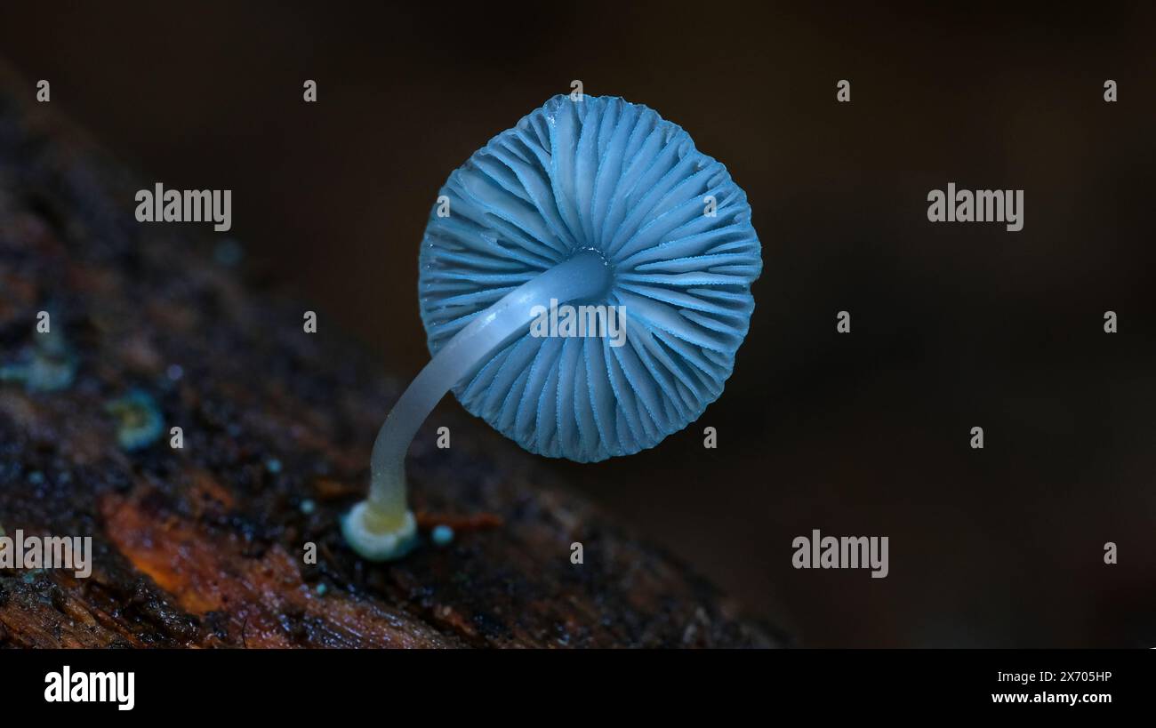 Macro image of Mycena interrupta Pixie's parasol fungi on forest floor in rainforest slopes of Mount Wellington kunanyi, Hobart, Tasmania, Australia Stock Photo