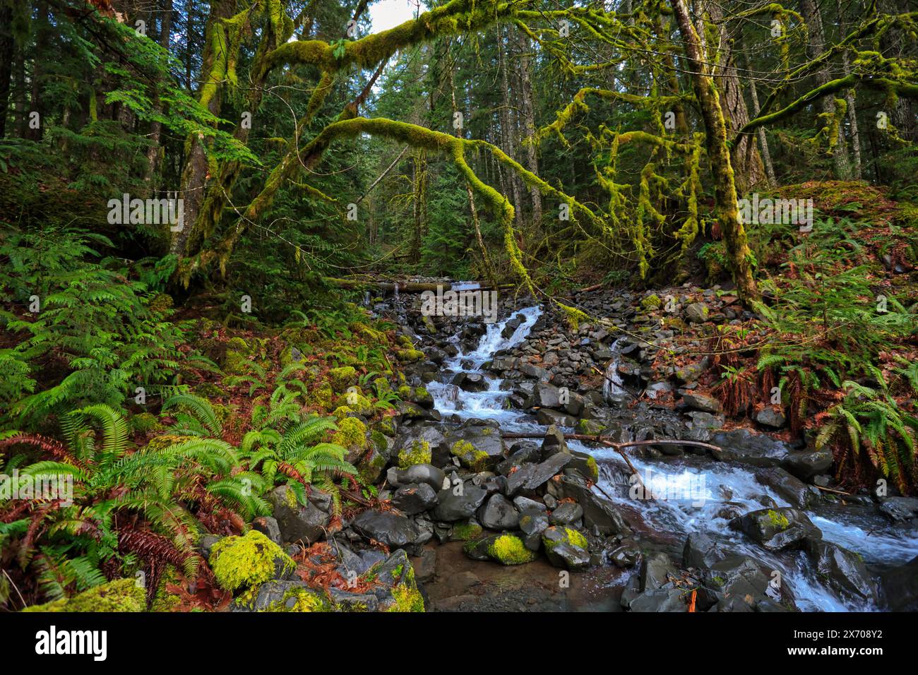 forest waterfall and rocks covered with moss Stock Photo - Alamy
