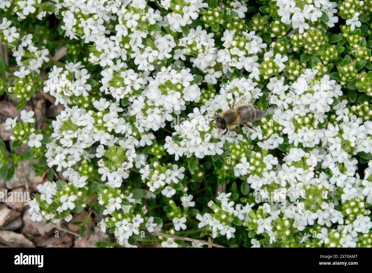 White Creeping Thyme White Moss Thymus praecox 'Albiflorus' Stock Photo