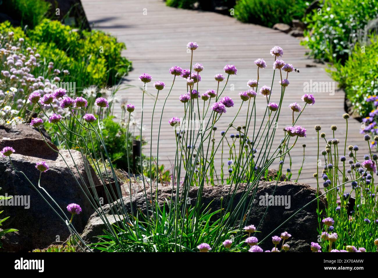 Rockery plants Sea Pink Thrift Seapink, Armeria maritima, Alpine ...