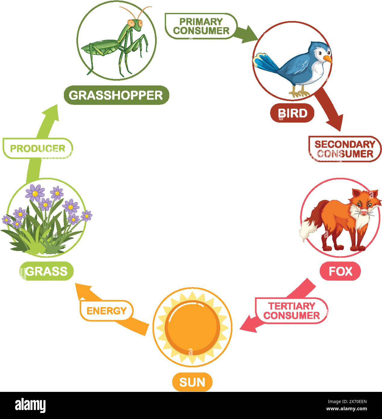 Food chain environment Stock Vector Images Biology Diagrams