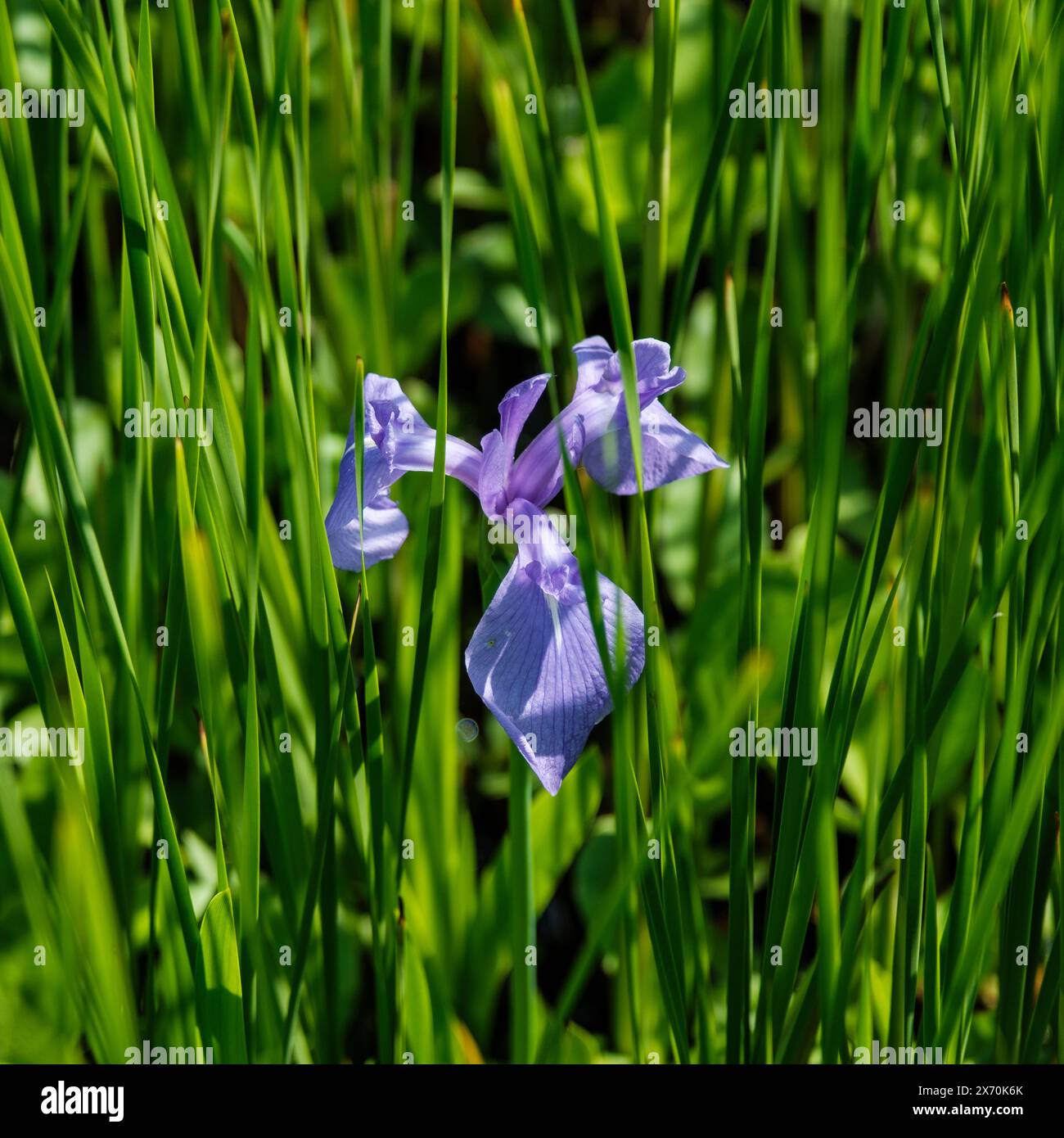 Japanese iris flower growing amongst reeds at the edge of a pond in early spring Stock Photo