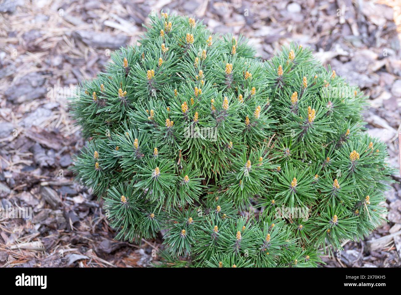 Pinus Mugo 'Gnom' Mountain Pine Pinus montana, Miniature, Mugo Pine, Hardy, Dwarf, Conifer Tree Stock Photo