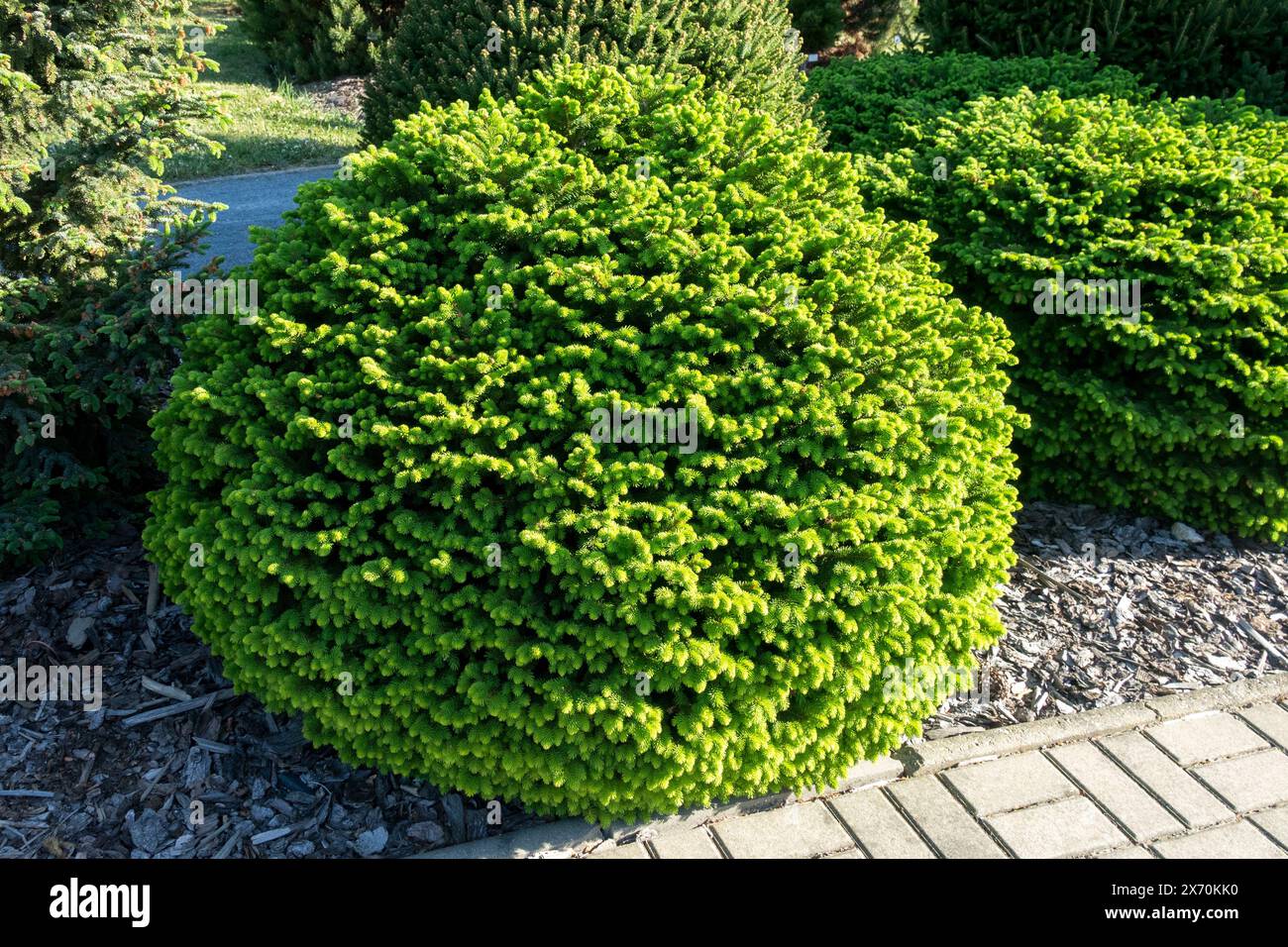 Norway spruce, Picea abies 'Nidiformis' Spherical Shape Dense, Small Plant Conifer Stock Photo