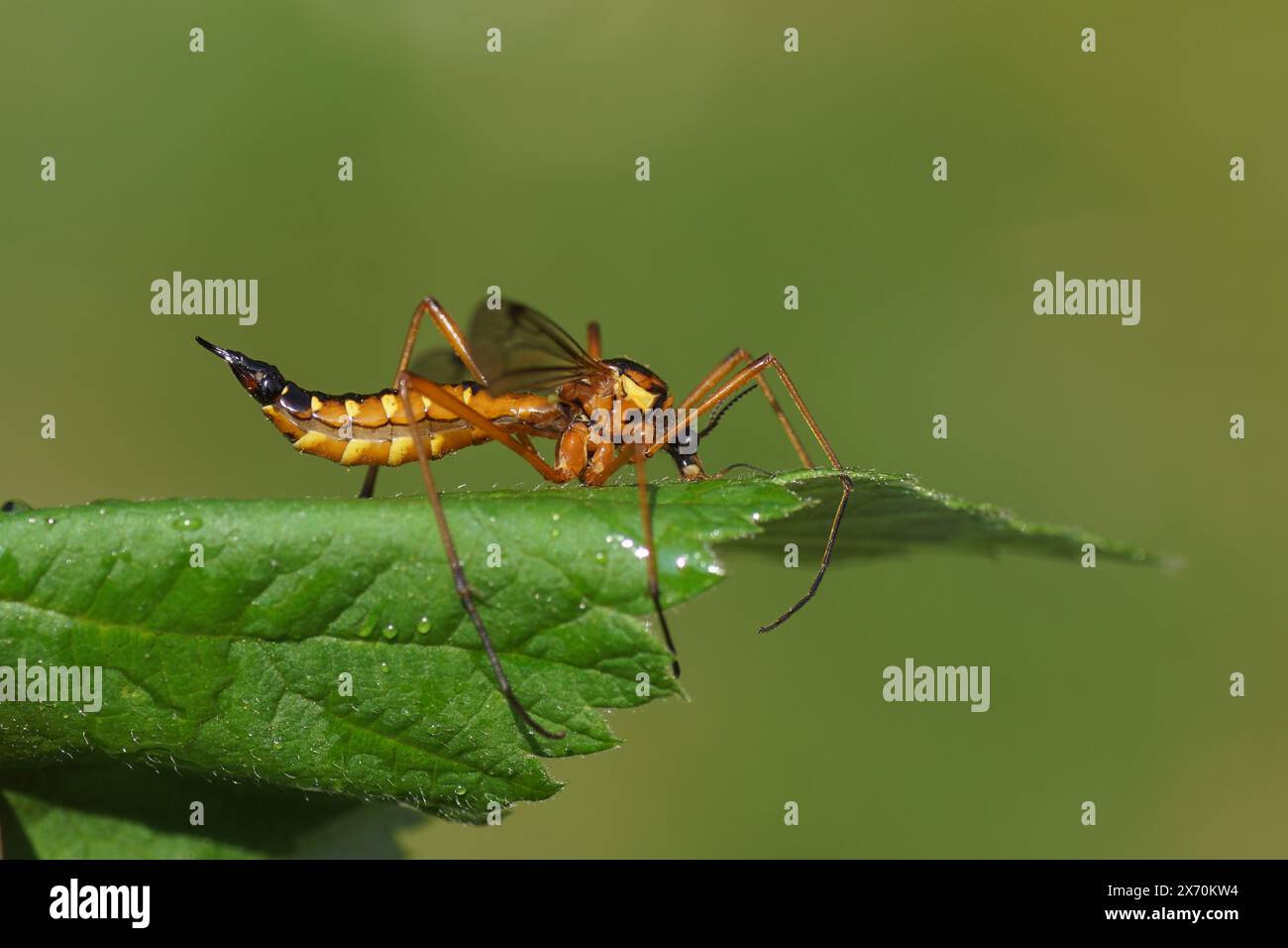Close up Female crane fly Ctenophora pectinicornis, family Tipulidae on a leaf. Dutch Garden, Spring, May Stock Photo