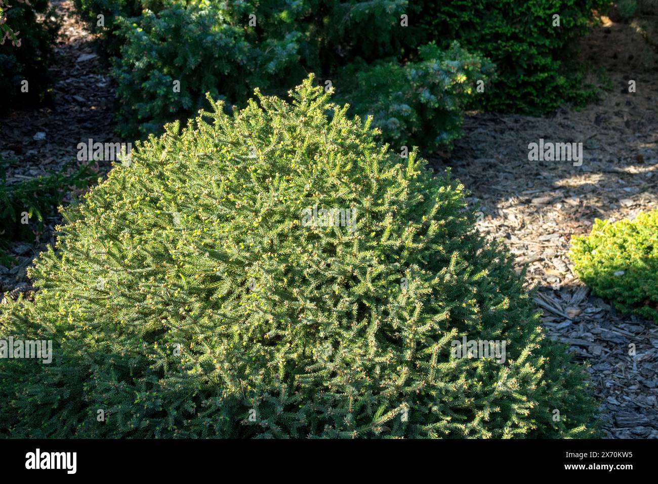 Garden Dwarf Serbian Spruce Tree, Picea omorika 'Cinderella' Stock Photo