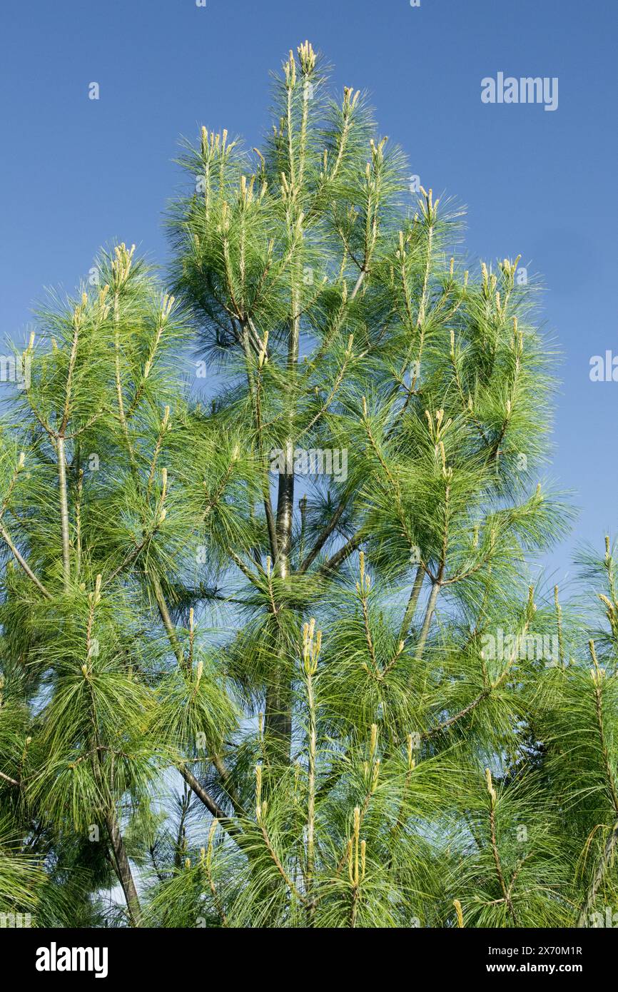 Bhutan Pine, Pinus wallichiana, Himalayan White Pine Tree Stock Photo Alamy