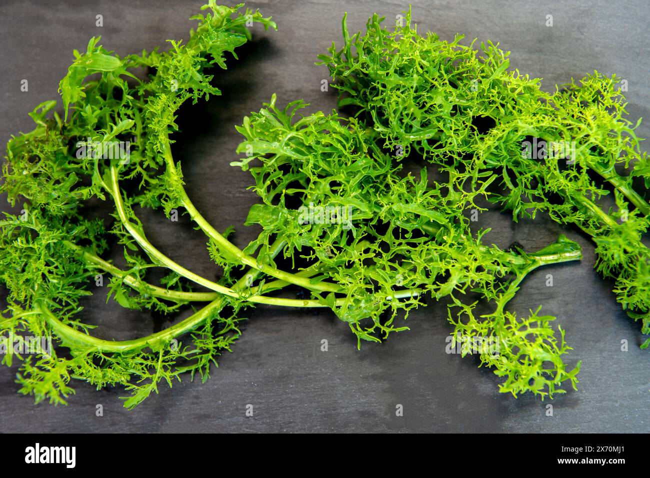 Green fresh frisee lettuce salad leaves . High quality photo Stock Photo