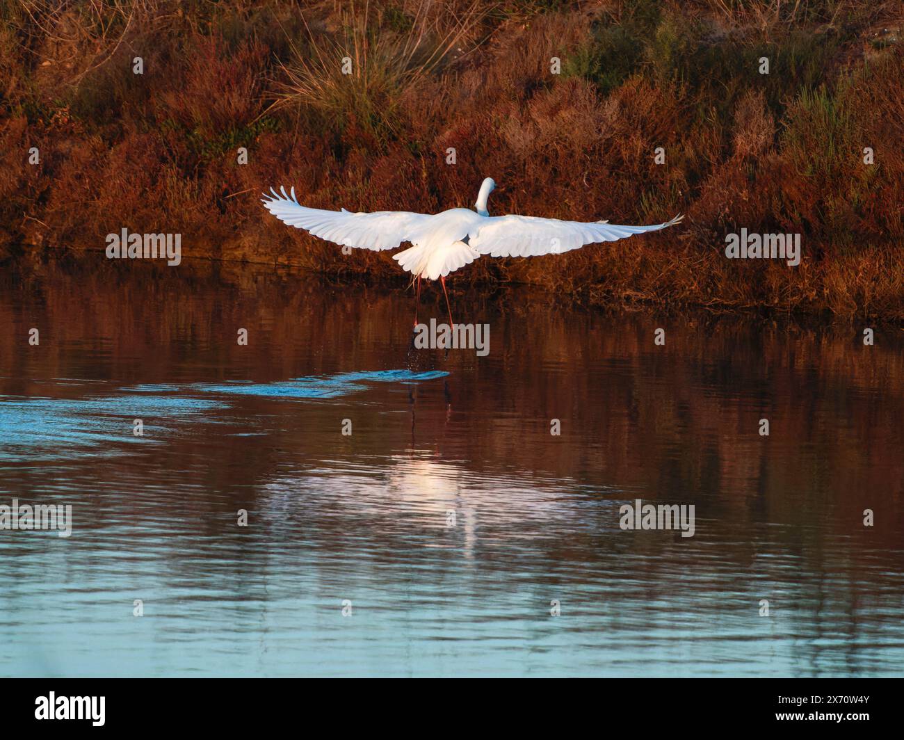 Great-throated (Ardea alba) also known as common egret. Little Egret (Egretta garzetta) Little Egret, Snowy Egret flying over water. Stock Photo