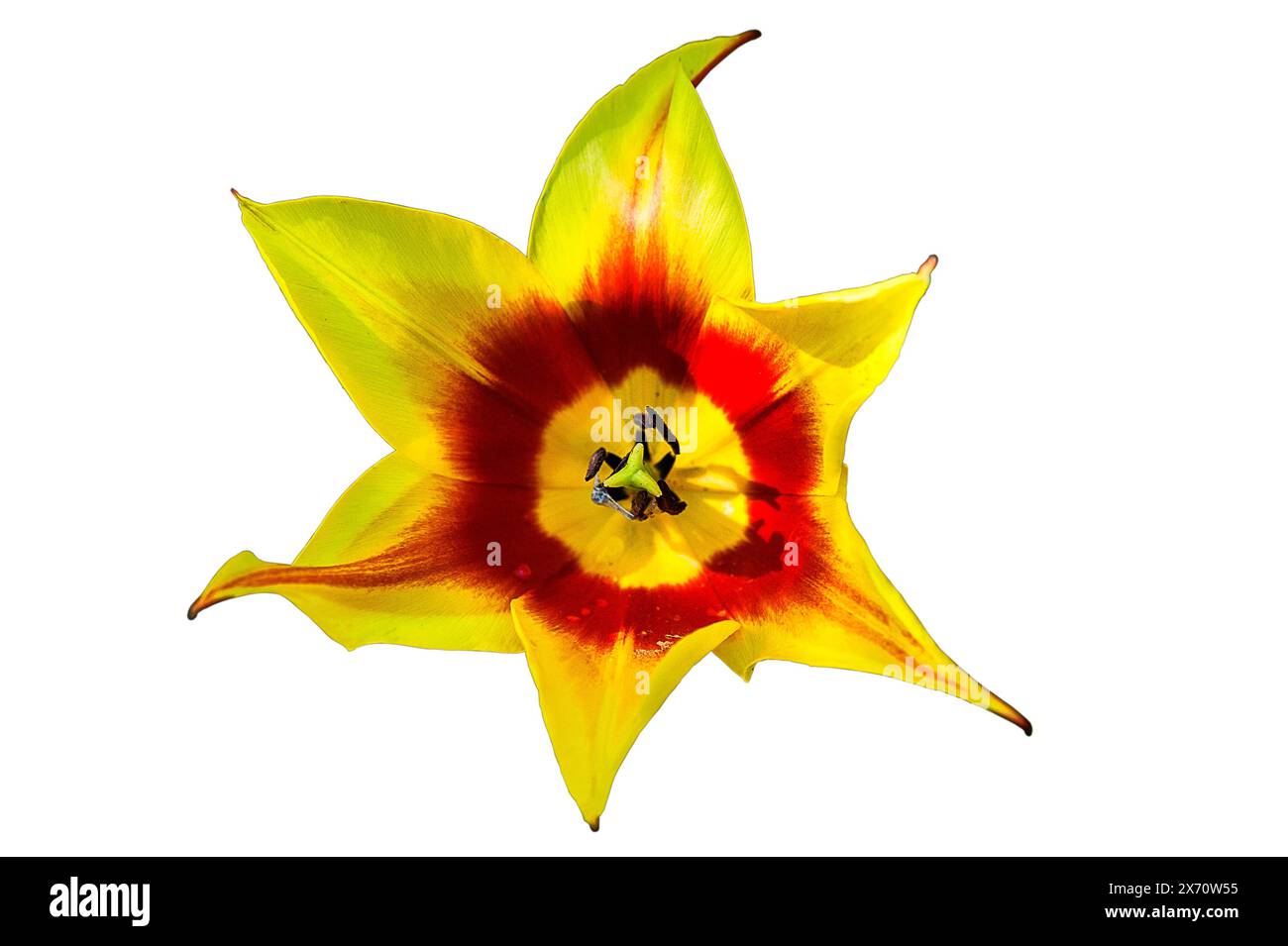 Flower, tulip, single isolated and cut out. Stock Photo