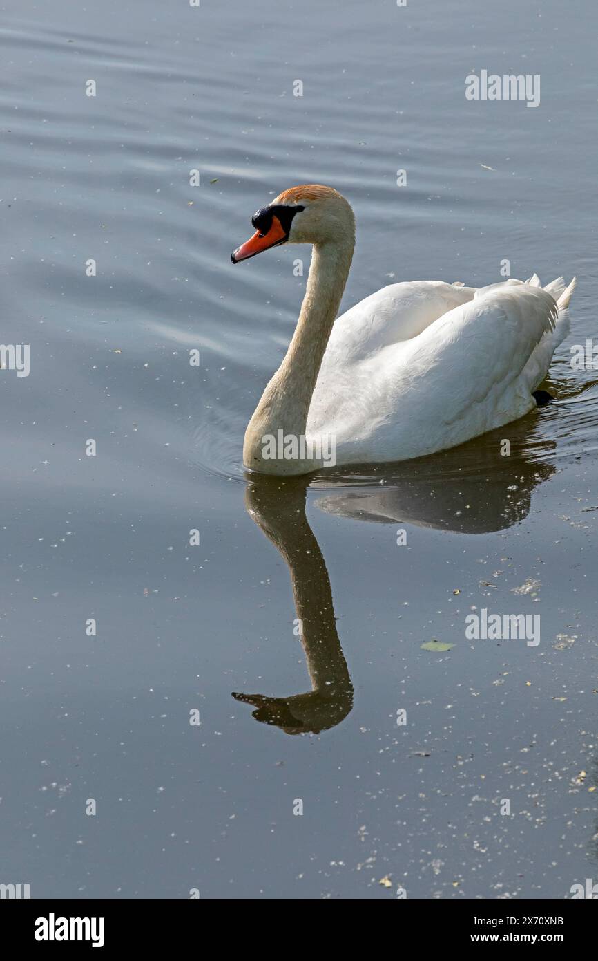 Mute swan (Cygnus olor), mirror image, River Boize, Boizenburg, Mecklenburg-Vorpommern, Germany Stock Photo