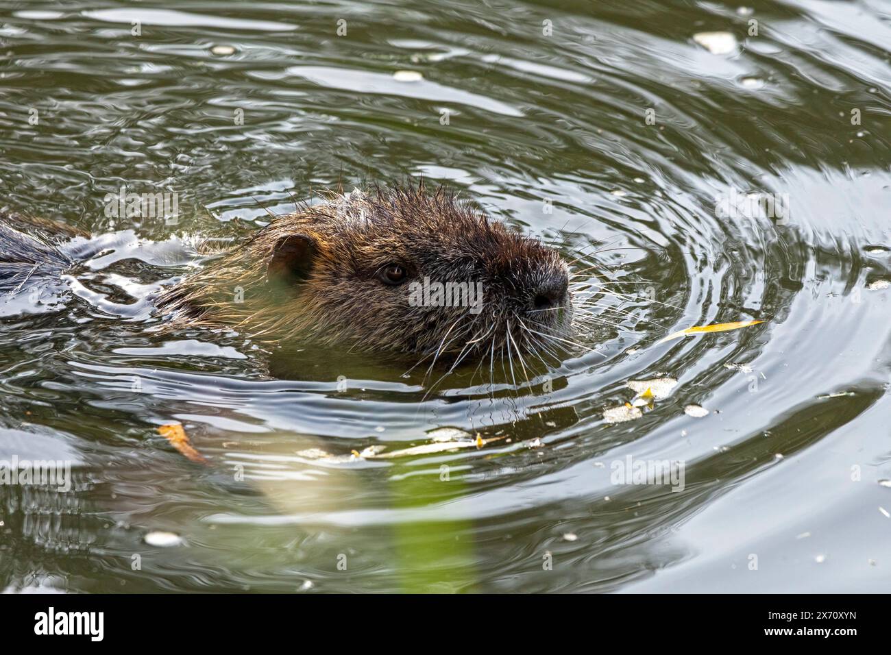 Nutria (Myocastor coypus) swimming, coypu, pond, Boizenburg, Mecklenburg-Vorpommern, Germany Stock Photo