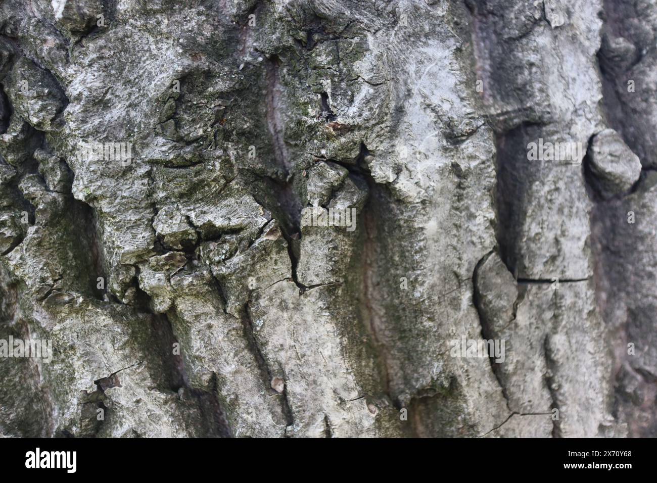 Wooden walnut texture background, close up Stock Photo