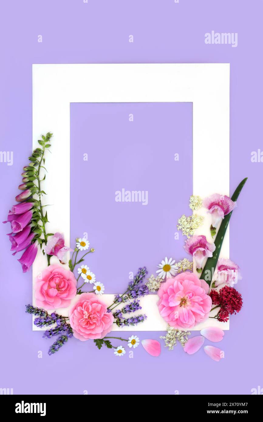 Summer flowers and wildflower background frame with flora used in alternative herbal medicine. Floral nature design with white border on purple. Stock Photo