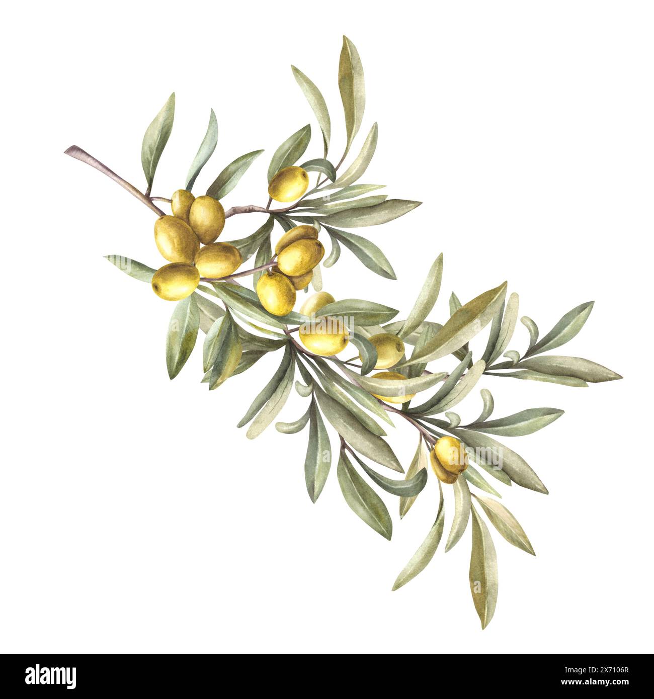 Olive tree branch with green leaves and ripe berries. Watercolor hand ...