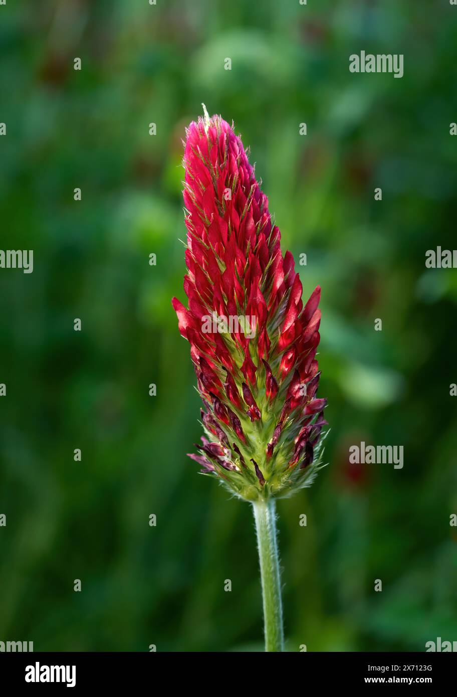 Crimsom Clover, Italian Clover (Trifolium incarnatum) single flower Stock Photo