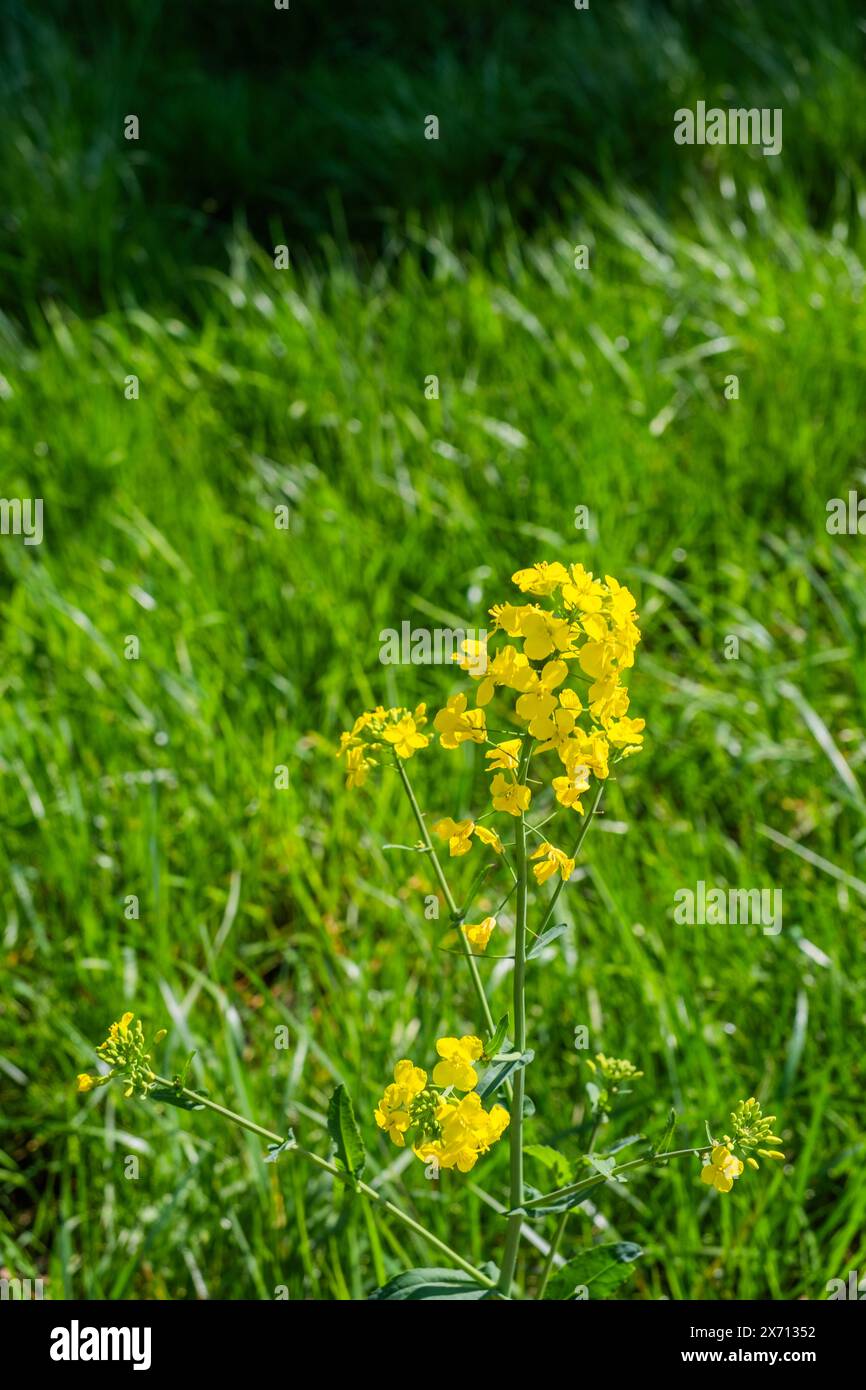 field of oil seed rape worcestershire england uk Stock Photo - Alamy