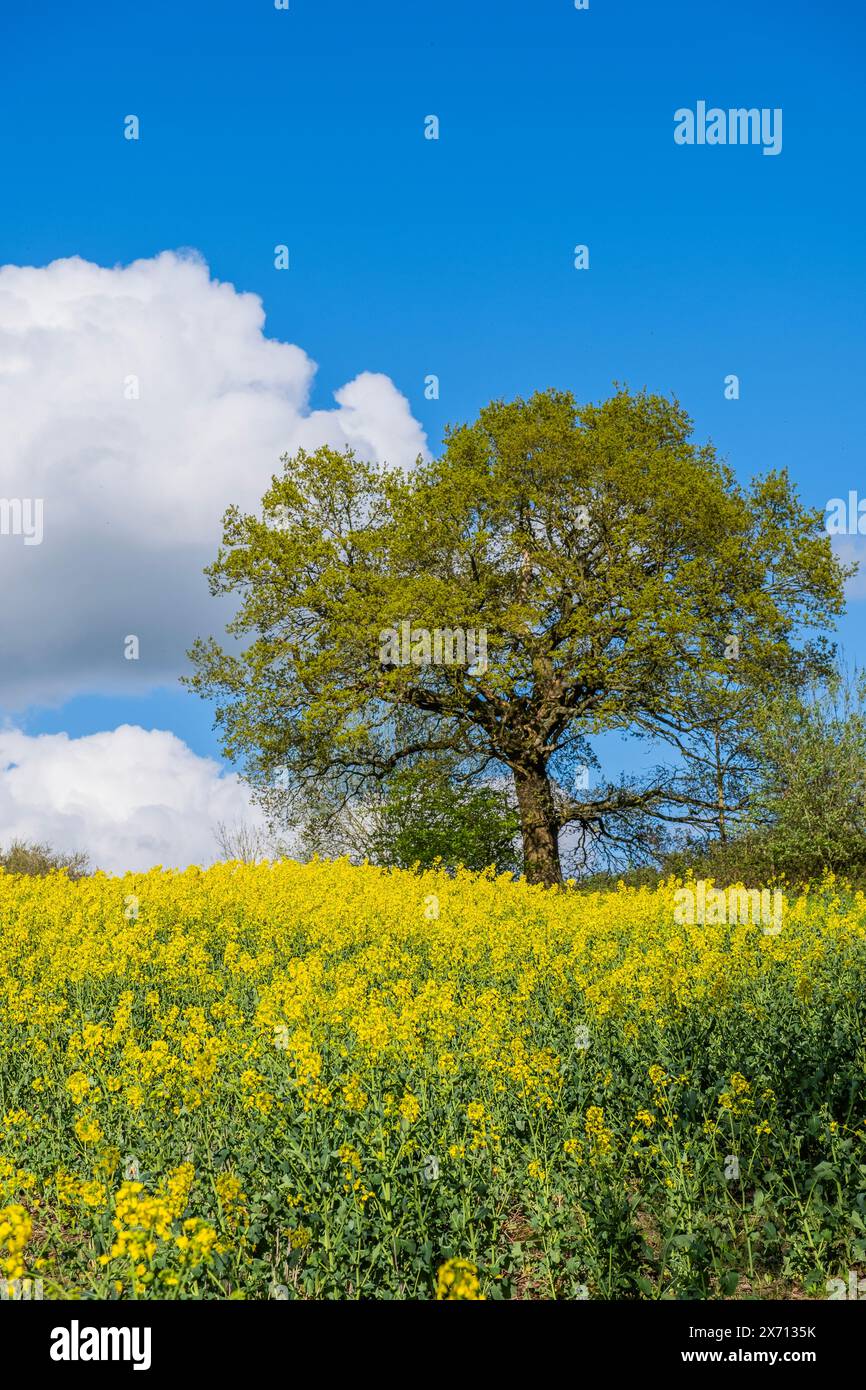 field of oil seed rape worcestershire england uk Stock Photo - Alamy