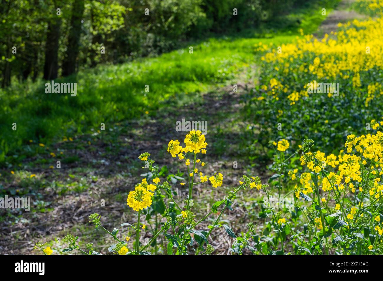 field of oil seed rape worcestershire england uk Stock Photo - Alamy