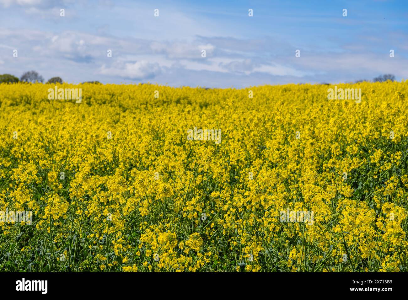 field of oil seed rape worcestershire england uk Stock Photo - Alamy
