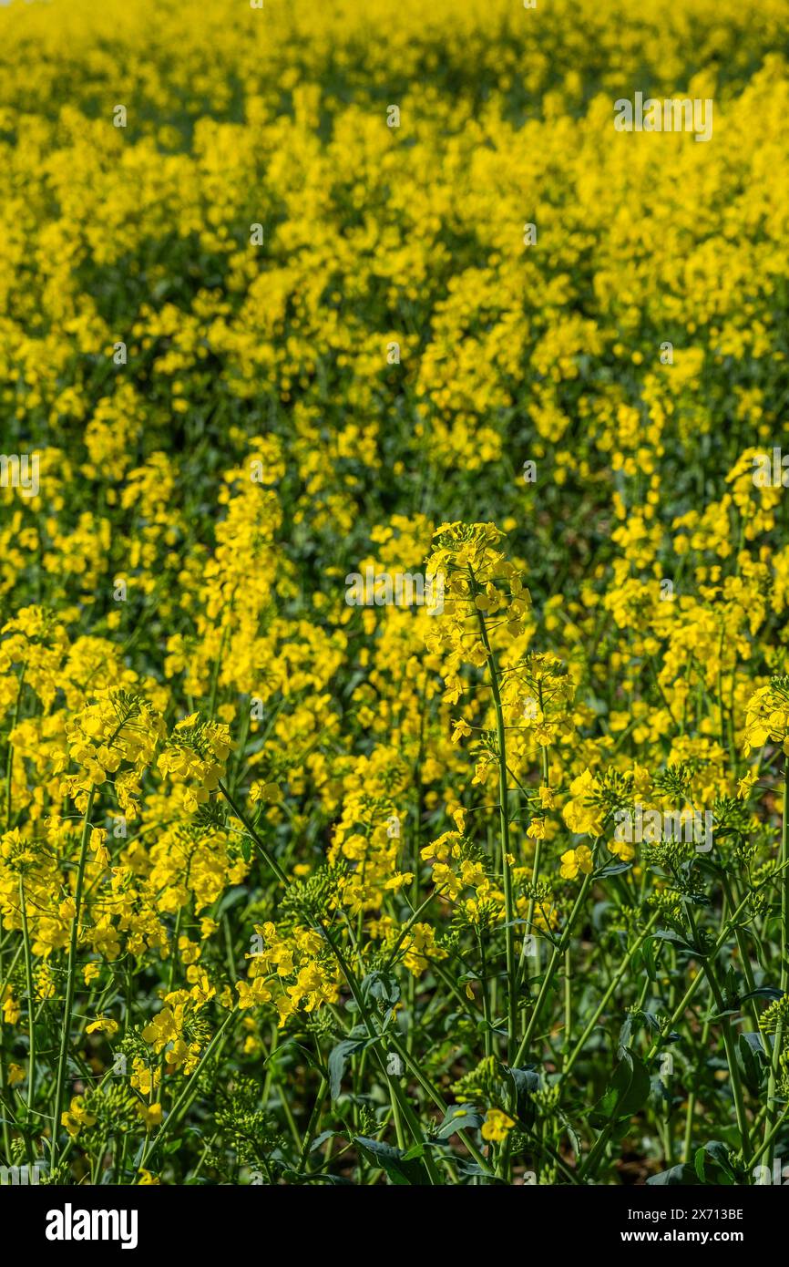 field of oil seed rape worcestershire england uk Stock Photo - Alamy
