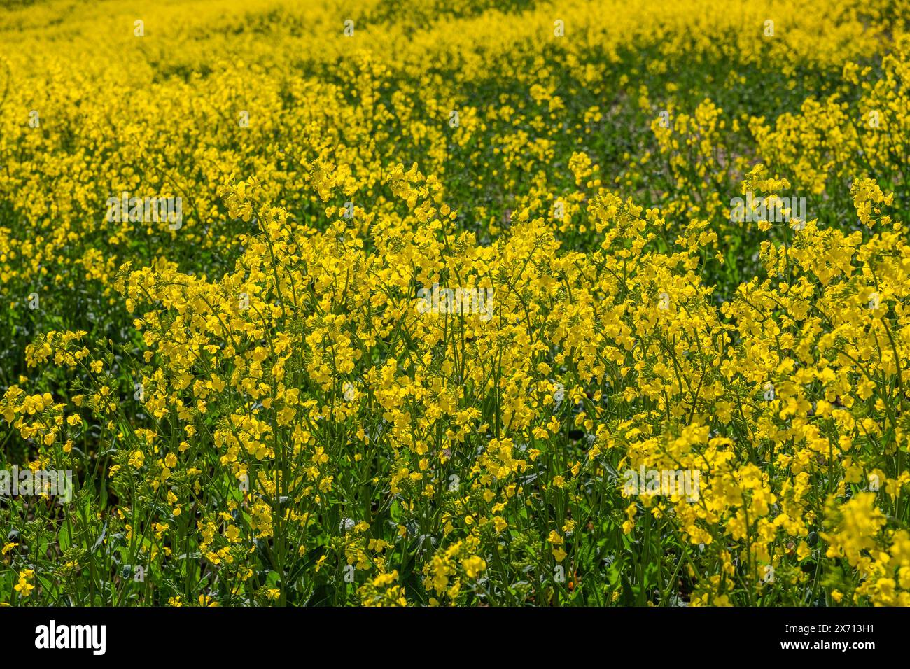field of oil seed rape worcestershire england uk Stock Photo - Alamy