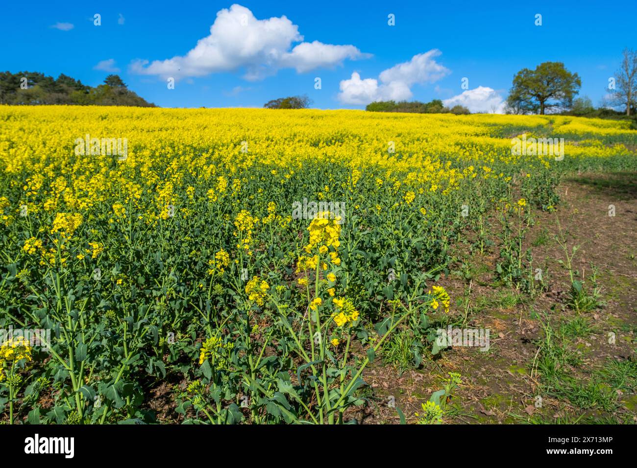 field of oil seed rape worcestershire england uk Stock Photo - Alamy