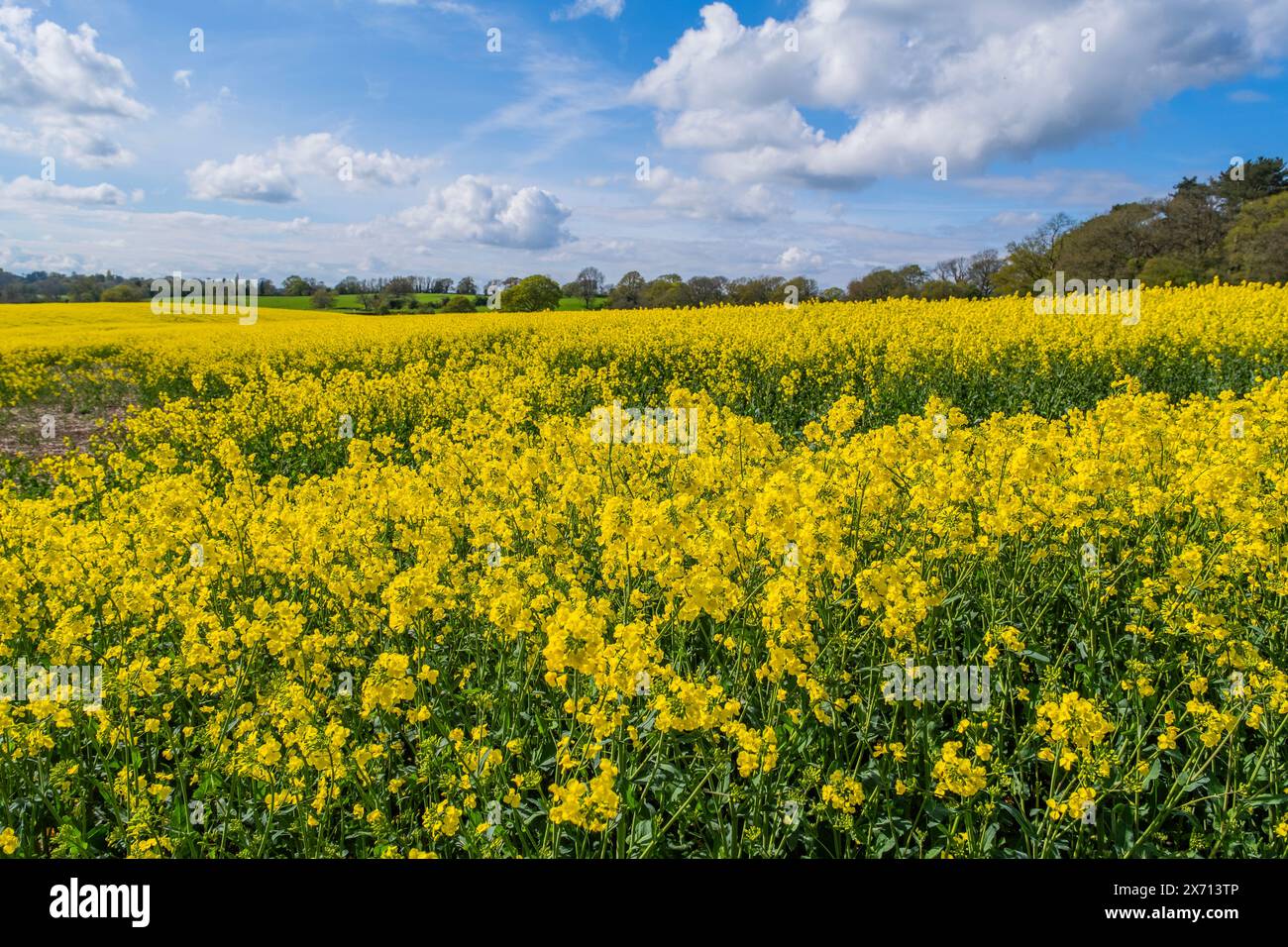 field of oil seed rape worcestershire england uk Stock Photo - Alamy