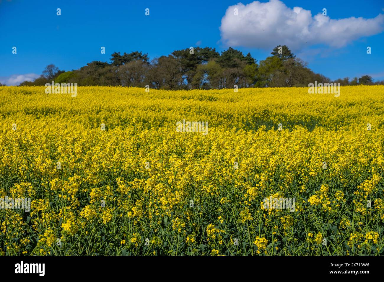 field of oil seed rape worcestershire england uk Stock Photo - Alamy