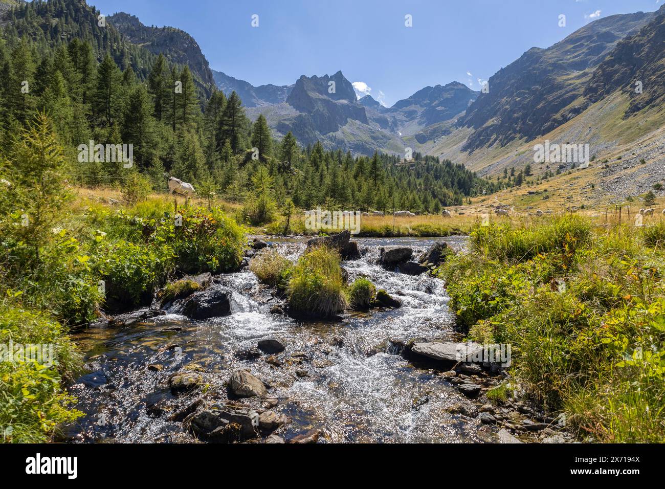 The picturesque valley with stream in the Maritime Alps in the municipality of Vinadio, province of Cuneo, Piedmont, Italy Stock Photo