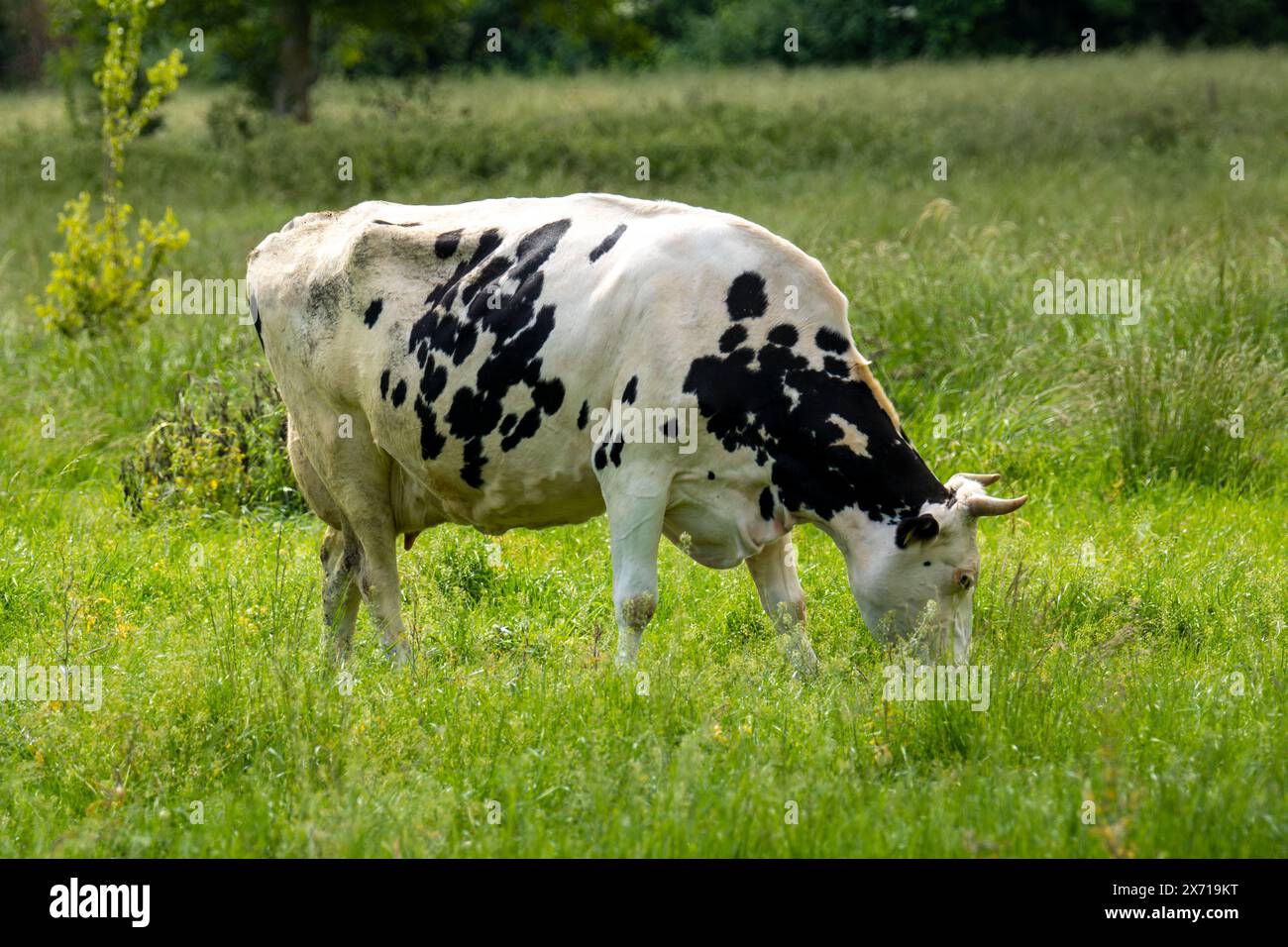 Dairy cow of the Holstein Friesian breed grazing in the Palatinate ...